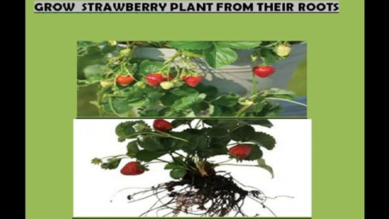 How to grow strawberry plant from their roots  | Ap kaisay strawberry plant ko ghar maiy ugaah saktay hain, very easy method | (in urdu/hindi)