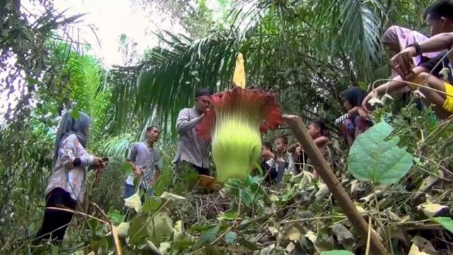 Phallus de titan ou fleur de cadavre en Indonésie