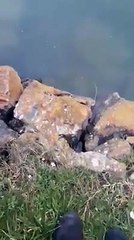 Il attire un poulpe en frappant des mains et l'attrape