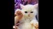♥Happy Cats Compilation - Cutest Cat Ever 2018♥ #3