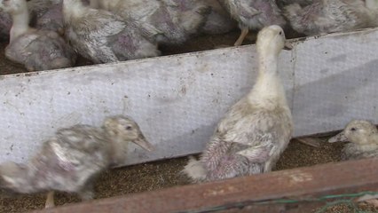 전북, 겨울철 4개 시·군 오리 사육 제한 / YTN