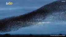 Watch Amazing Video of Hundreds of Thousands of Starlings Swarming in Concert