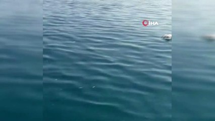 Talihsiz Martı Ava Giderken Av Oldu