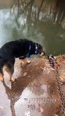 Un chien saute sur un tas de feuilles (Instant Regret)