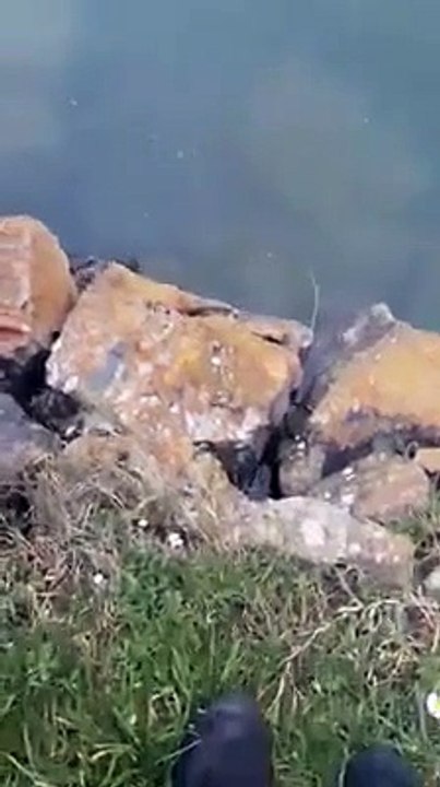 Il pêche les poulpes en frappant des mains !