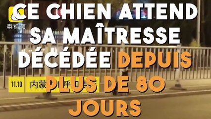 Ce chien attend sa maîtresse qui a perdu la vie depuis plus de 80 jours !