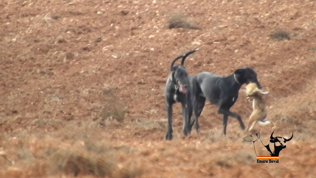 Mañana de liebres y galgos / Greyhounds vs Hares, hares win