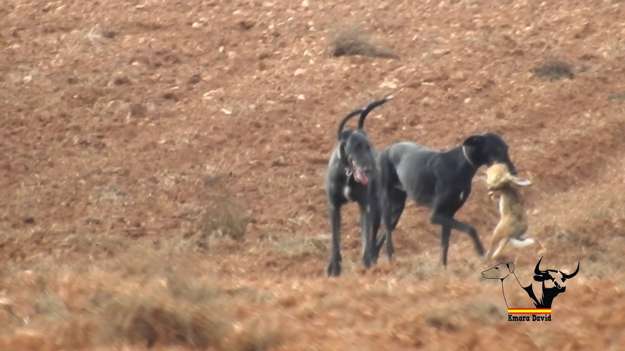 Mañana de liebres y galgos / Greyhounds vs Hares, hares win