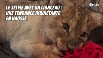 Prendre un selfie avec un lionceau : une inquiétante tendance en hausse