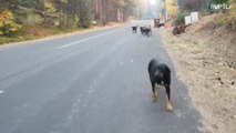 Californian man volunteers to shelter animals fleeing from wildfires