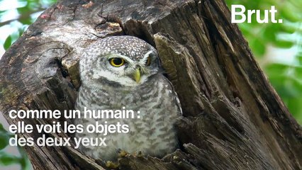 La chouette, un prédateur nocturne aux particularités redoutables