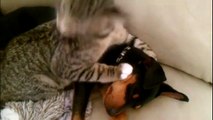 Mom Brought Her Puppy Home From The Vet. How Her Cat Reacted She Never Expected THIS!