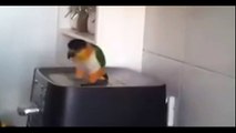 Parrot Starts Dancing To His Favorite Irish Song. His Moves Will Totally Crack You Up