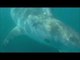 Guy Encounters Great White Shark While Kayak Fishing