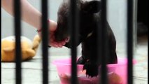 Puppies In Baths Are Adorable, But This Rescued Bear Cub In A Tub Is Waaay Cuter