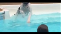 Puppy Sees Kids Splashing In The Water. What He Does Next You’ve Got To See This!