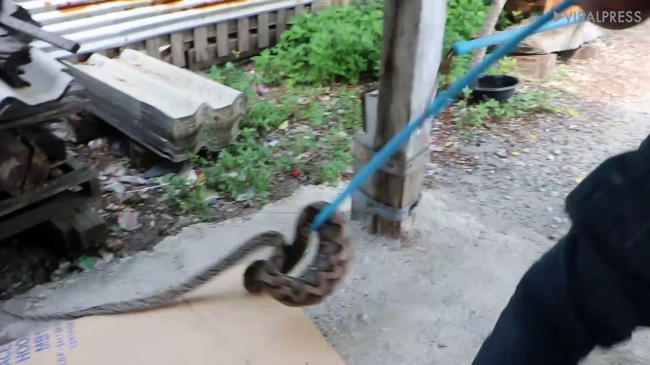 Python Regurgitates Two-Month-Old Puppy