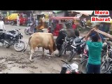 Viral Fight On the Road - Bull Fight On Road - Viral Video
