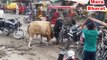 Viral Fight On the Road - Bull Fight On Road - Viral Video