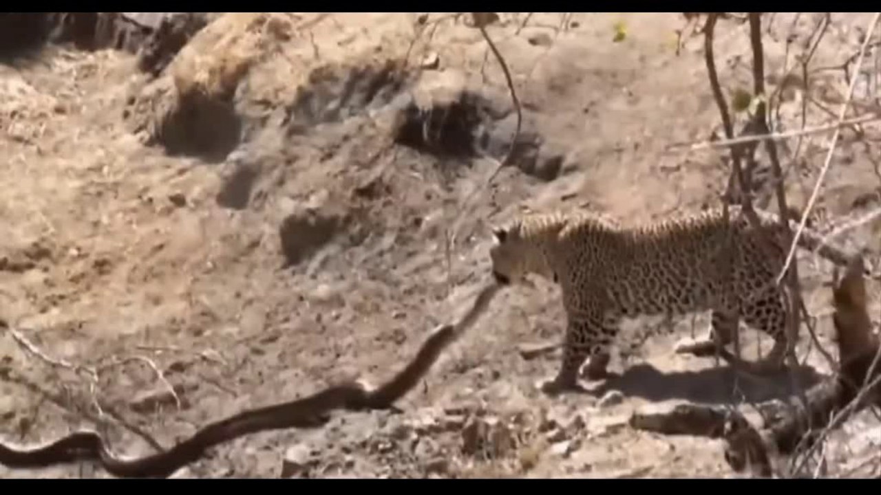 Animals: Anaconda Vs Leopard,اناكوندا مقابل ليوبارد | Daillymotion 2018