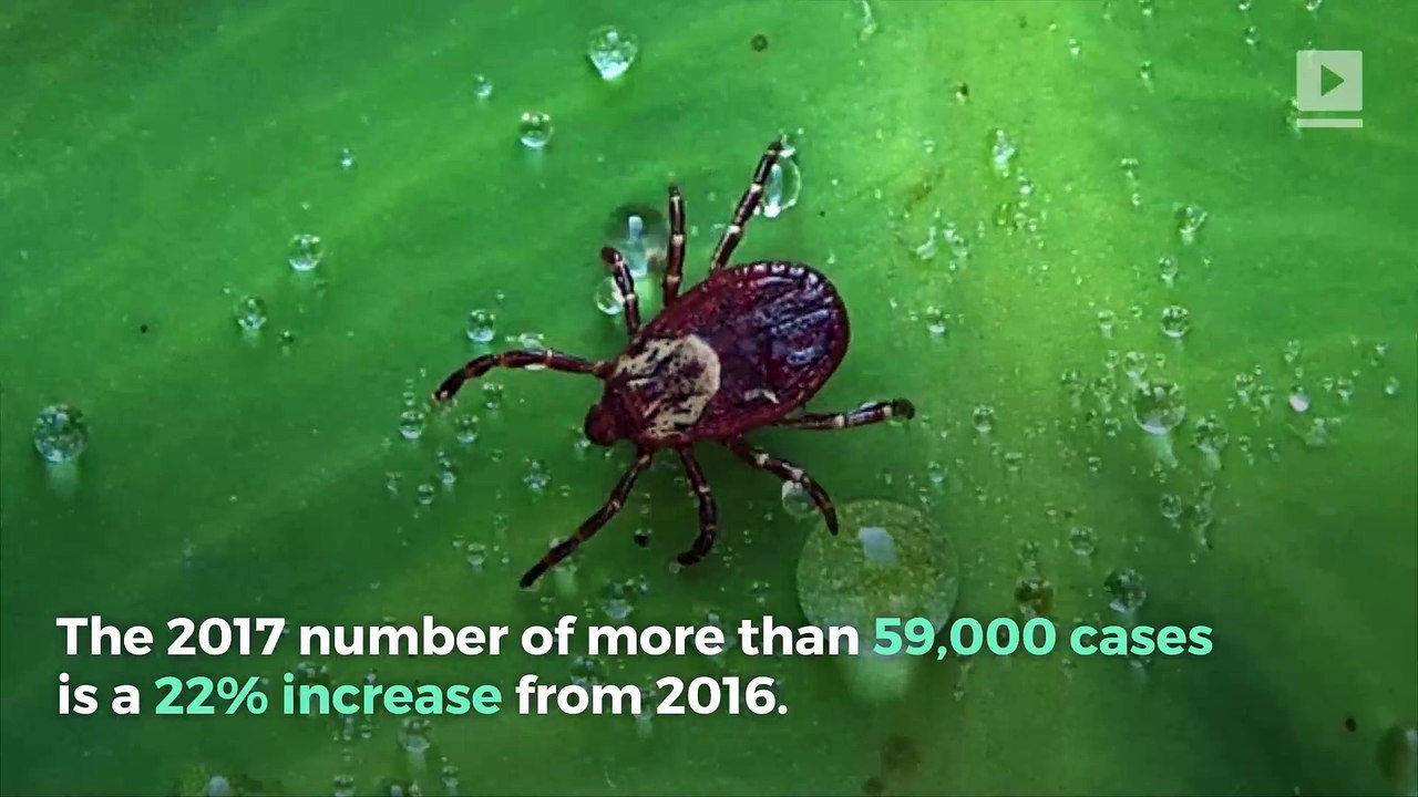 Lyme Disease, Tick-Born Illnesses Reach Record Highs in US