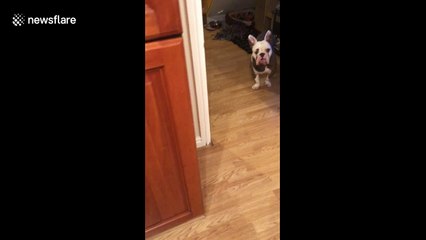 Clever bulldog shuts kitchen door with a satisfying push