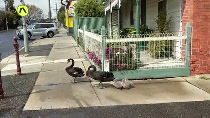 Adorable : une famille de cygnes traverse la route par un passage piéton