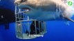 Ce plongeur dans une cage réussi à caresser le nez d'un énorme requin blanc