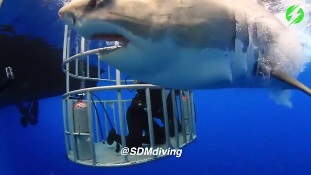 Ce plongeur dans une cage réussi à caresser le nez d'un énorme requin blanc