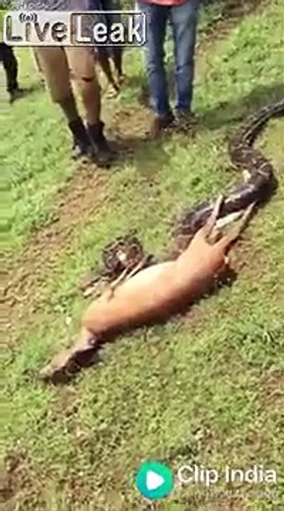 Un python avale une antilope en quelques secondes