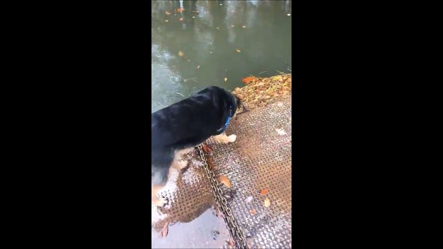 Ce chien ne sautera plus jamais dans les tas de feuilles... traumatisé à vie
