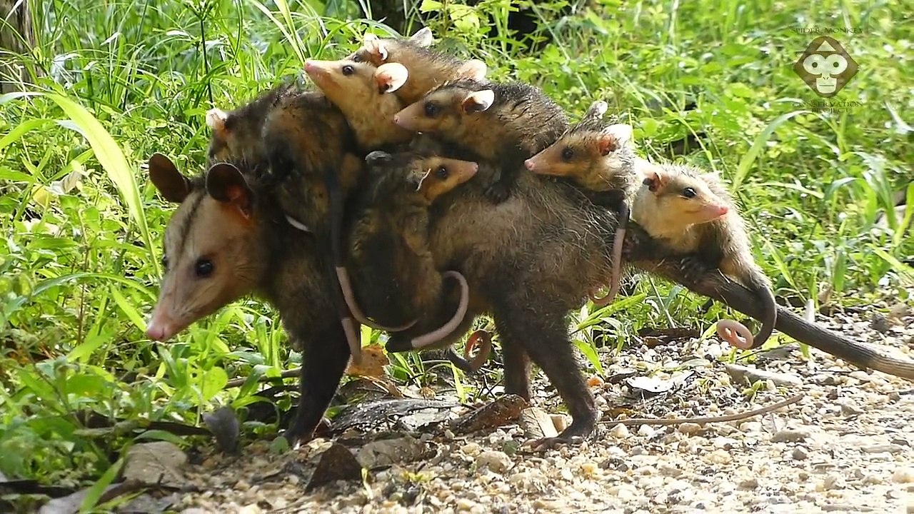 Cette maman opossum porte tout ses petits sur le dos... Adorable