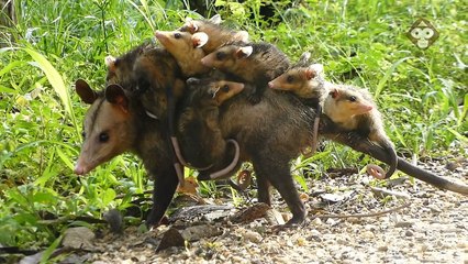 Cette maman opossum porte tout ses petits sur le dos... Adorable