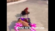 اس کو بھی مل گئی   ساڈا اجے تک ابا نئی من دا -