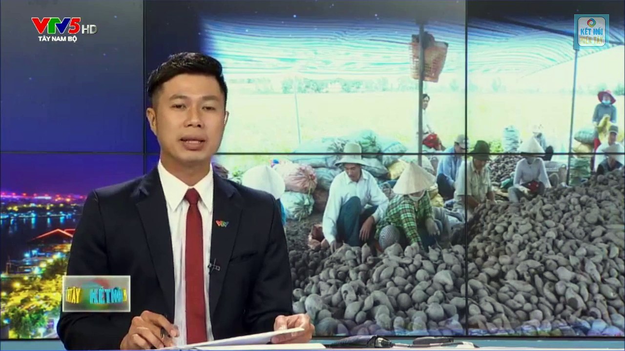 ĐIỆP KHÚC KÊU CỨU KHOAI LANG BÌNH TÂN | KẾT NỐI MIỀN TÂY