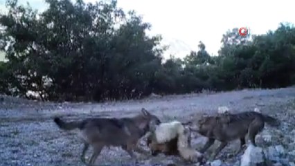 Erzincan’da yaban hayatı 'Fotokapan'la görüntülendi