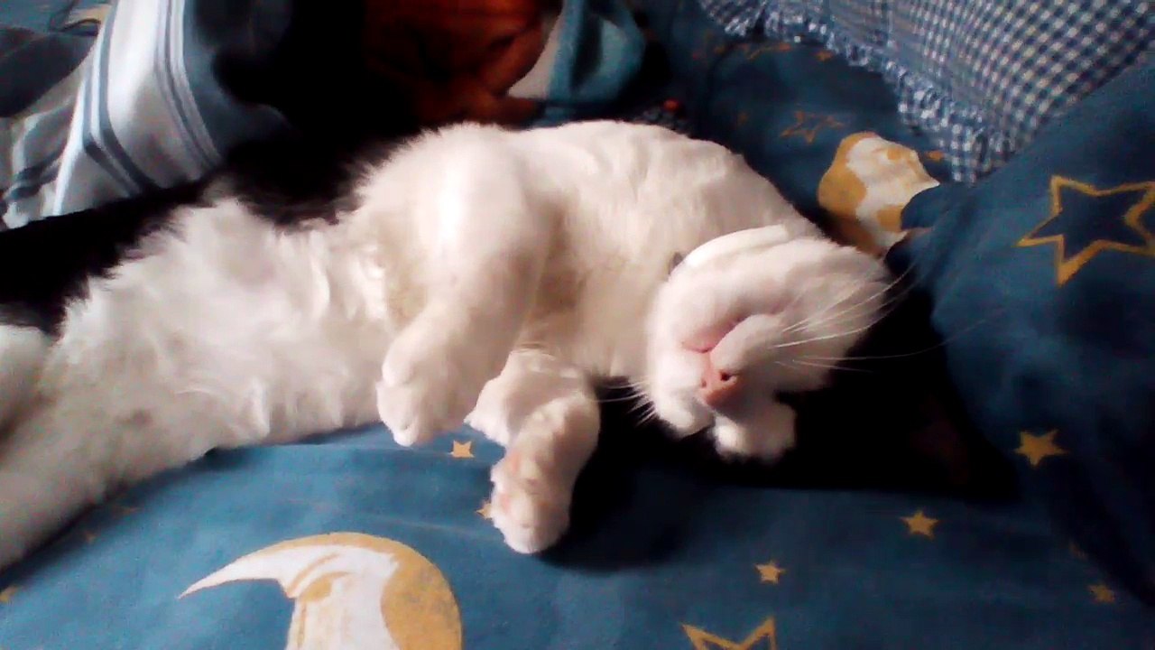 Panda Cat Part 2