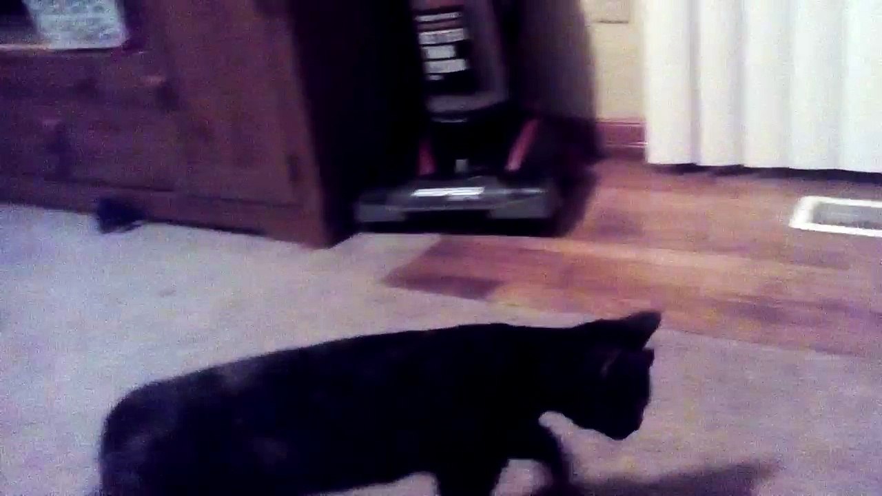 Spidercat