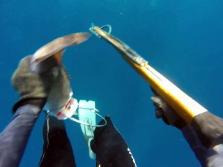 Shark Chases Spear Fisherman Back to Boat