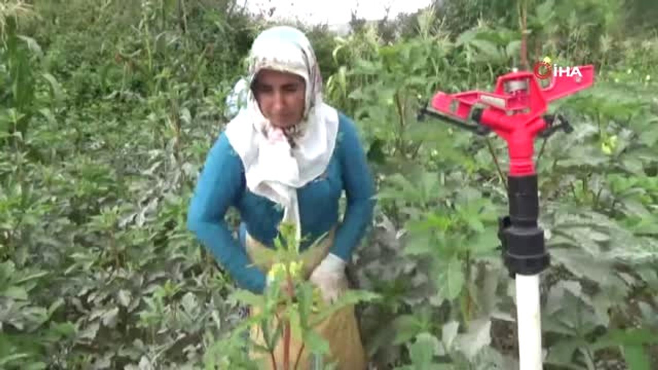 Çiçek Bamyası Onlar İçin 'Çeyrek Altın'