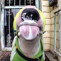 Amazing video on eating style of animals