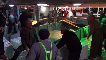 Akçakoca kıyılarında hamsi bereketi - DÜZCE