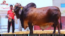 Maharaja I Surmawala Cattle Farm I Sasta Hai I Gaint Bull I Pure Breed I Sahiwal I Parrot Studio