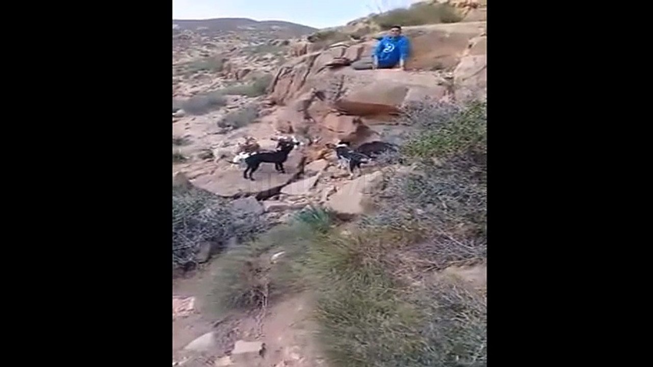Kill wild boar with dogs (Morocco)