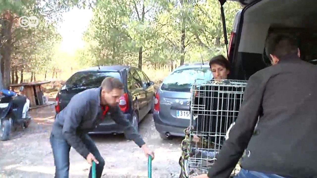 Spaniens misshandelte Galgos - ein Hundeelend | DW Deutsch
