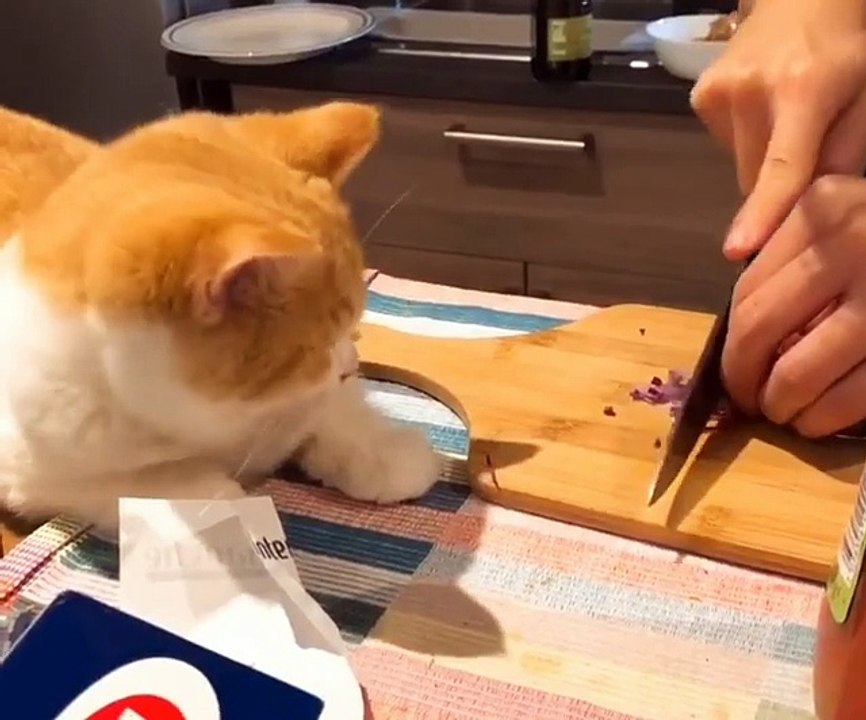 Le chaton et l'oignon