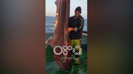 Ora News - Peshkaqeni 400 kg bie në rrjetat e peshkatarëve të Durrësit