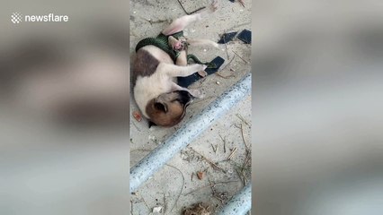 Temple visitor fights off snake with steel girder to save puppy in Thailand