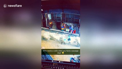 Funny moment Welsh sheep flee en masse from the tiniest dachshund pup