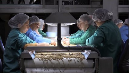 Aile şirketinin fındıklı ürünleri dünyanın dört bir yanında - ORDU